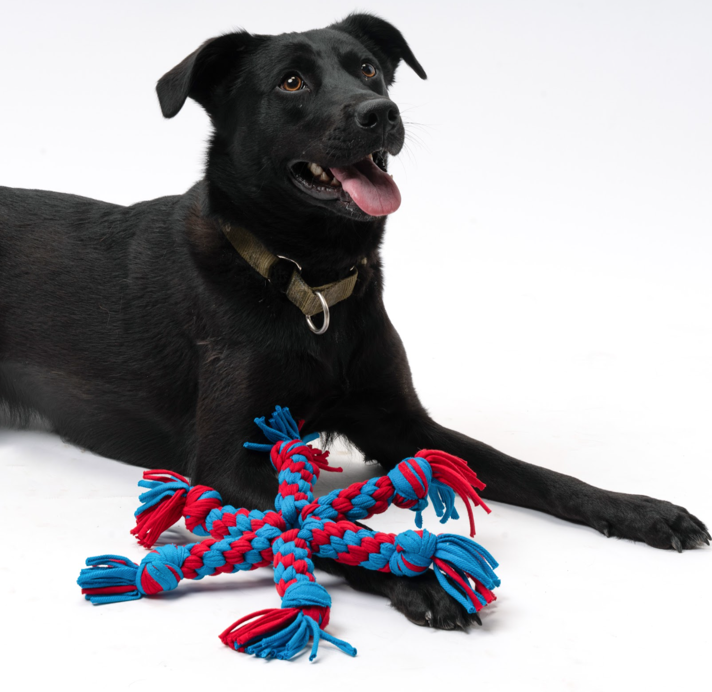 STAR PET TOY