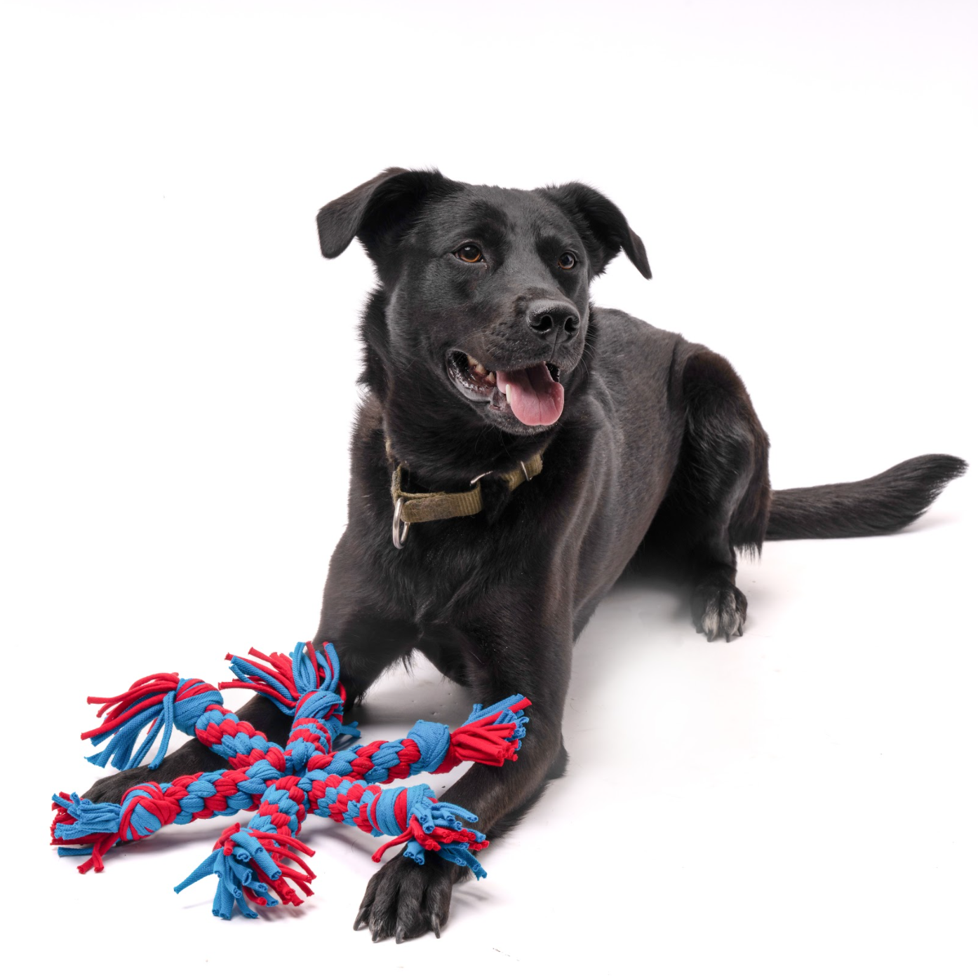 STAR PET TOY